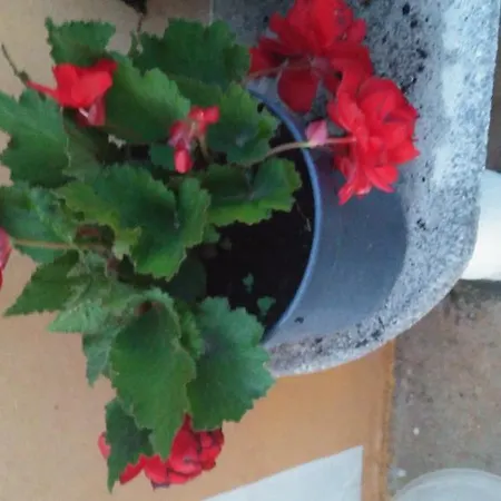 Puntica Ražanac